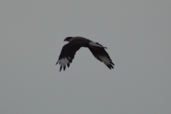 Caracara plancus