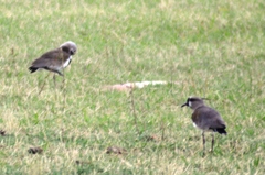 Vanellus chilensis
