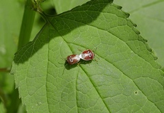 Stagonomus bipunctatus pusillus