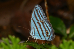 Cepheuptychia cephus