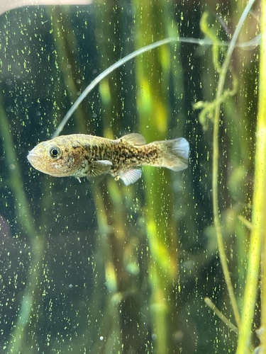 Pahrump poolfish (Empetrichthys latos) — Goodeidae — 4