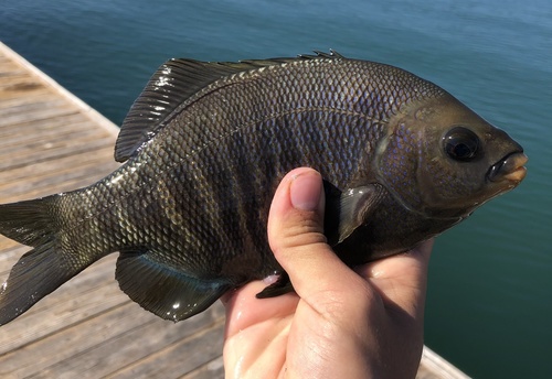 Black Surfperch