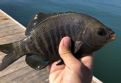 Black Perch photo 4