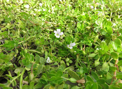 Bacopa