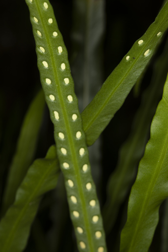Dictymia brownii (Wikstr.) Copel.