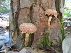 Boletellus ananas image