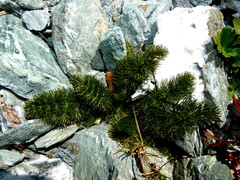 Anisotome capillifolia