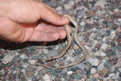 Hypsiglena chlorophaea