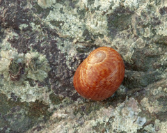 Littorina