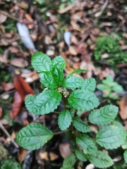 Pilea elliptica