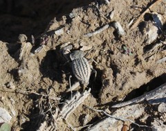 Philolithus sordidus