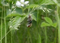 Chaetopteroplia segetum