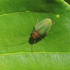 Plectoptera