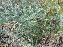 Ilex vomitoria image