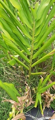 Hedychium gardnerianum