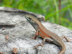 Open-Litter Rainbow-Skink photo 3