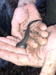 Desmognathus brimleyorum