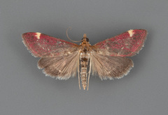 Pyrausta grotei