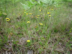 Pilosella schultesii