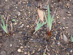 Sisyrinchium hitchcockii