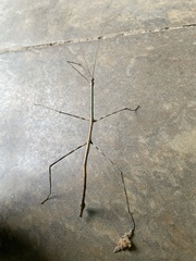 Phanocles costaricensis