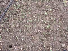 Sisyrinchium hitchcockii