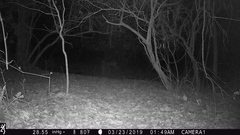 Tragelaphus sylvaticus sylvaticus