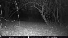 Tragelaphus sylvaticus sylvaticus