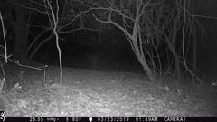 Tragelaphus sylvaticus sylvaticus