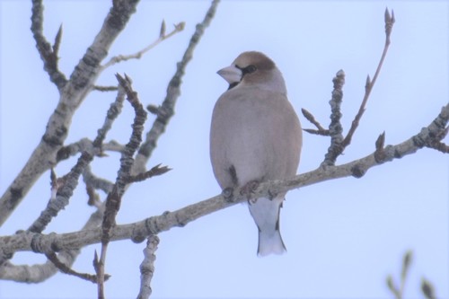Hawfinch (Coccothraustes coccothraustes), photo 6