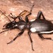 Twospot Ground Beetle - Photo (c) fubr, some rights reserved (CC BY-NC-ND), uploaded by fubr