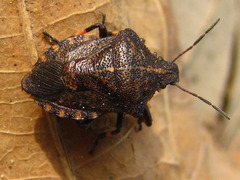 Rhacognathus corniger