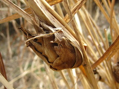 Orseolia miscanthi