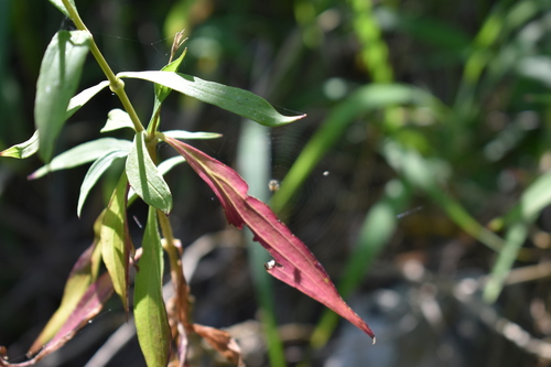Schiedea kealiae