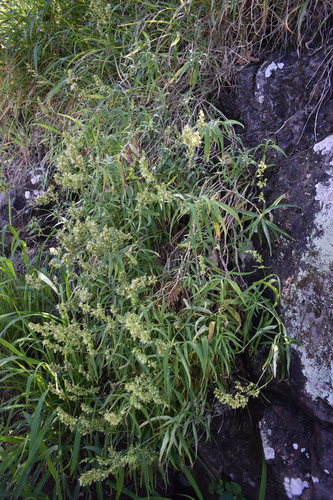 Schiedea kealiae