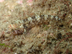 Tripterygiinae