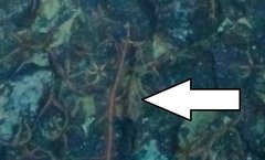 Callistephanus simplex