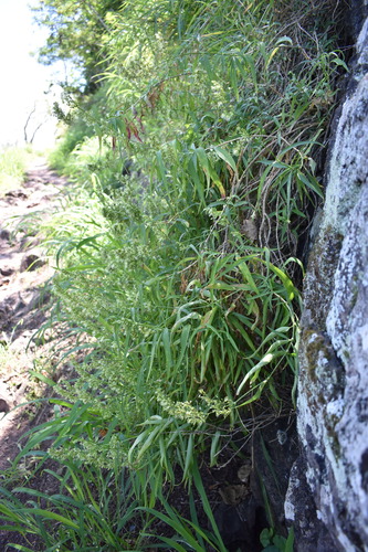 Schiedea kealiae