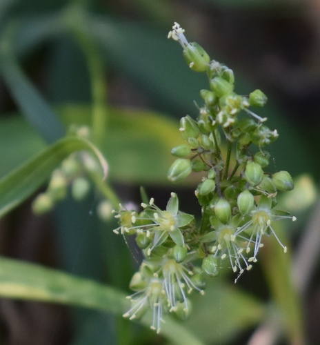 Schiedea kealiae