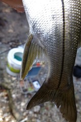 Centropomus parallelus