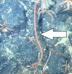 Callistephanus simplex