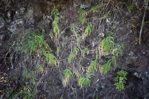 Schiedea kealiae