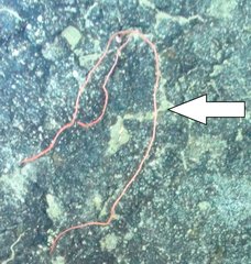 Callistephanus simplex