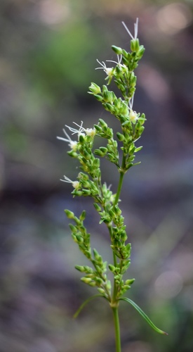 Schiedea kealiae