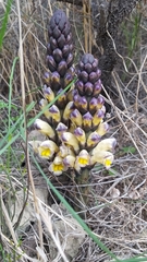 Cistanche lutea