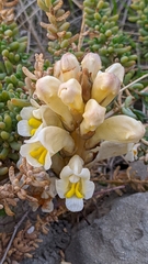 Cistanche lutea