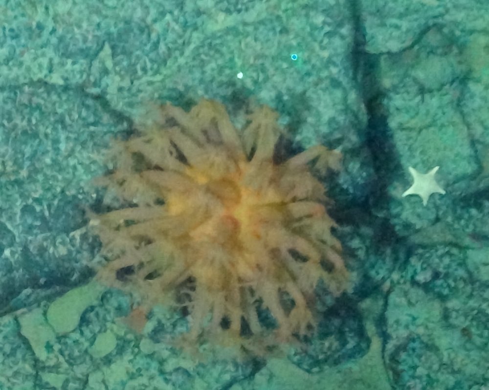 Heteropolypus