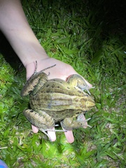 Leptodactylus latrans