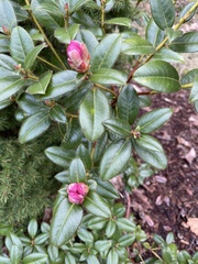 Rhododendron × hybridum