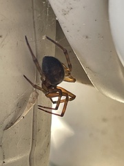 Steatoda nobilis